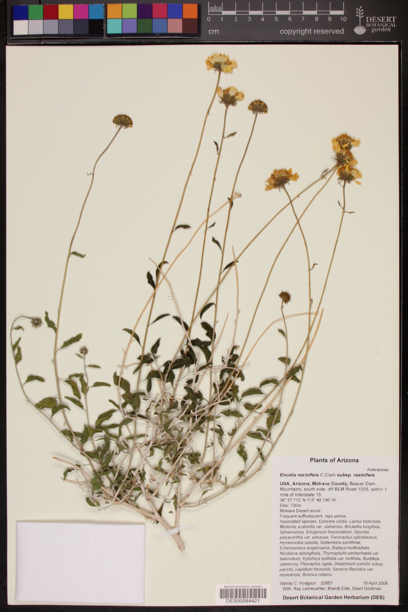 Encelia resinifera subsp. resinifera image