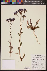 Phacelia crenulata image