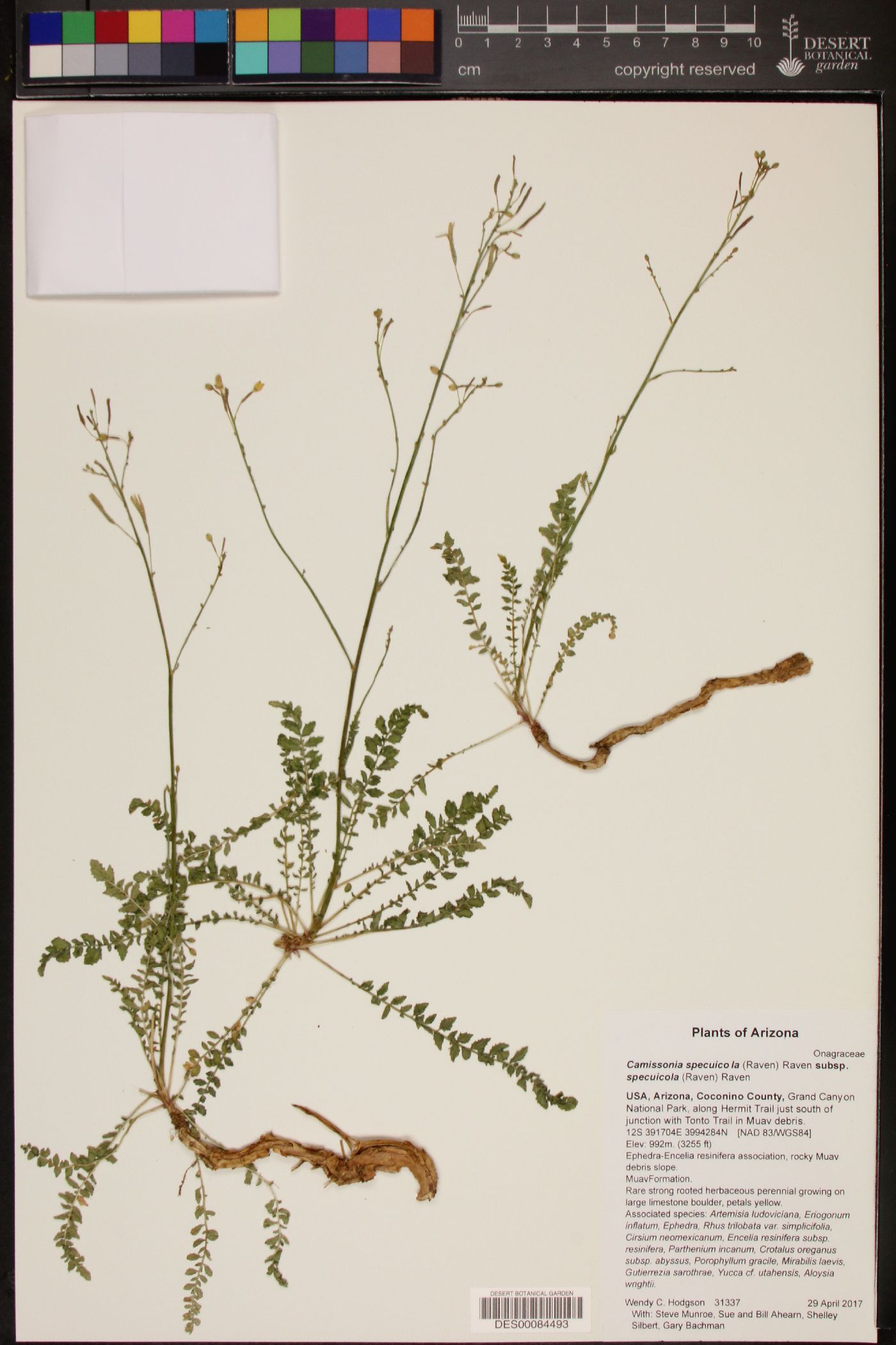 Camissonia specuicola image