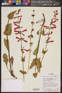 Penstemon eatonii image