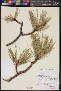 Pinus ponderosa image