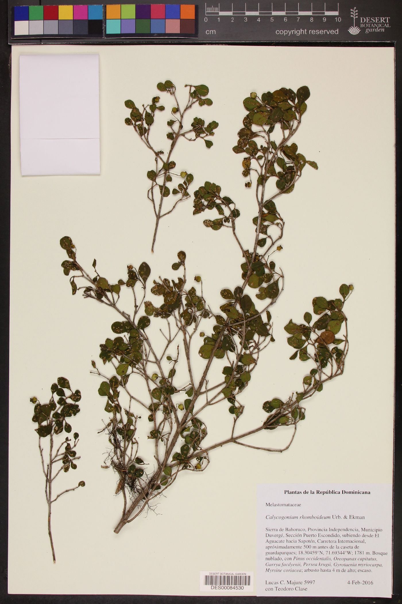 Calycogonium rhomboideum image