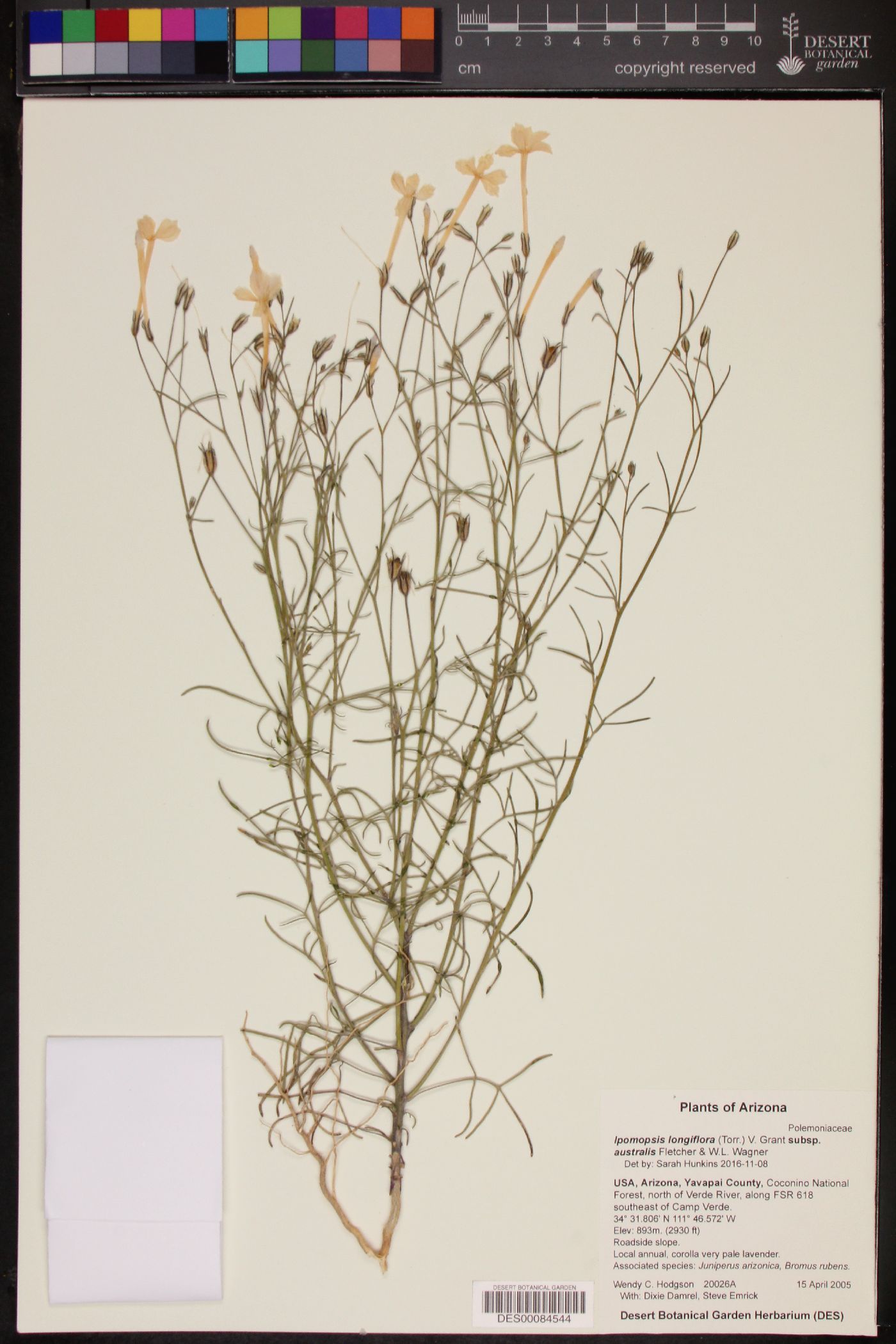 Ipomopsis longiflora subsp. australis image