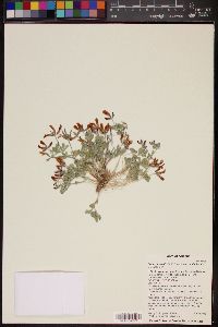 Acmispon mearnsii var. equisolensis image