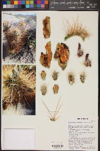 Echinocereus engelmannii image