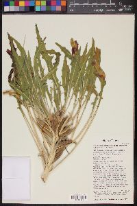 Oenothera cespitosa image