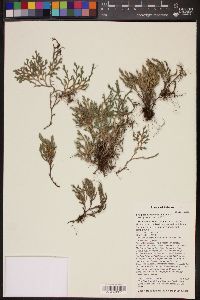 Selaginella rupincola image