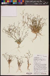 Gilia mexicana image