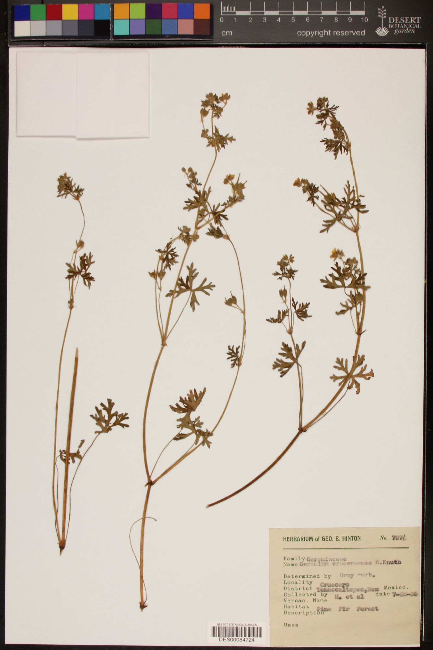 Geranium cruceroense image