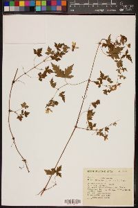 Image of Geranium pinetorum