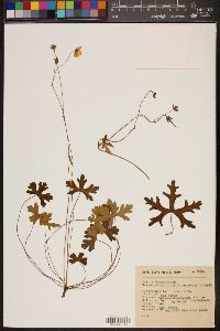 Geranium mexicanum image