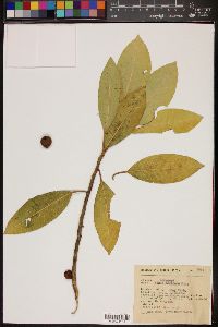 Ficus mexicana image