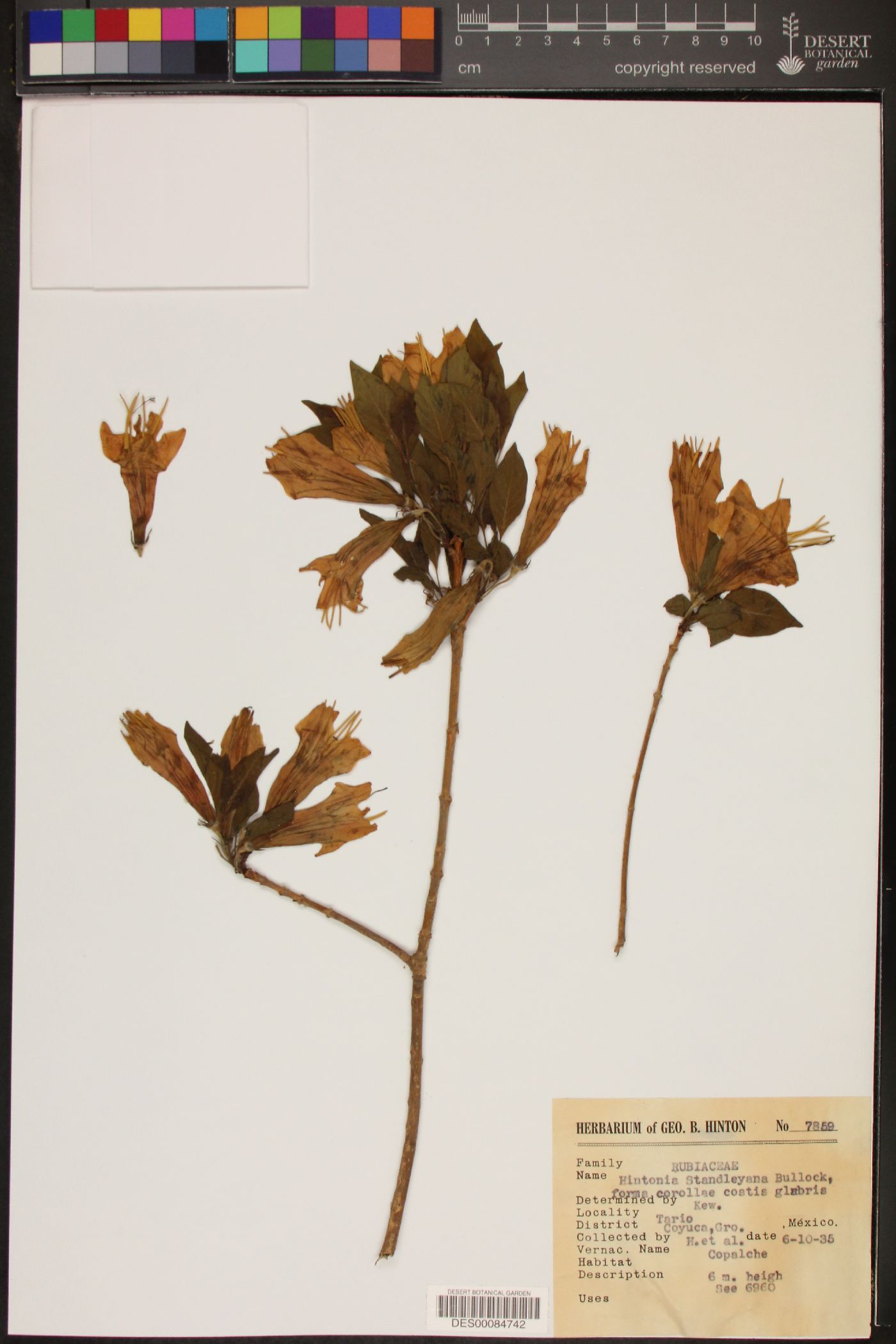 Hintonia standleyana image