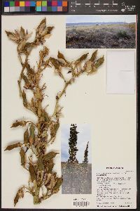 Yucca angustissima image
