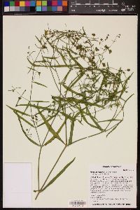 Mirabilis linearis image