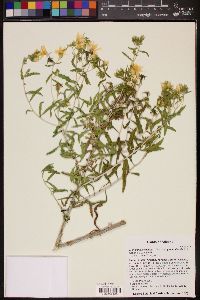 Mentzelia longiloba var. yavapaiensis image