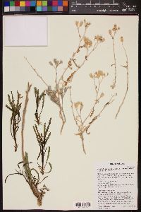 Mentzelia longiloba var. yavapaiensis image