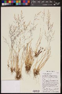 Image of Agrostis elliotiana