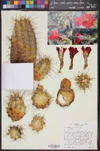 Echinocereus coccineus image