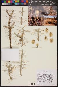 Cylindropuntia ramosissima image