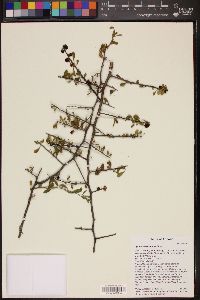 Lycium exsertum image