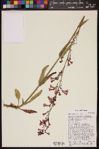 Penstemon parryi image