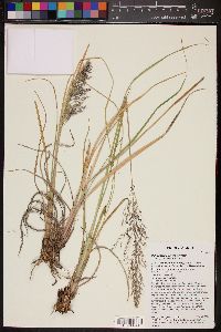 Muhlenbergia emersleyi image