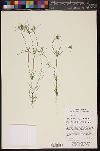 Linanthus bigelovii image