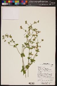 Mirabilis laevis image