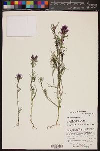 Castilleja exserta subsp. exserta image