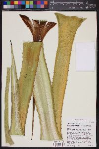 Image of Agave fourcroydes