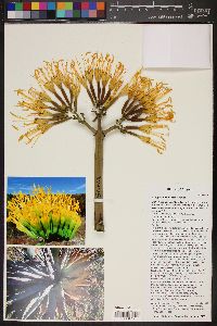 Agave chrysantha image