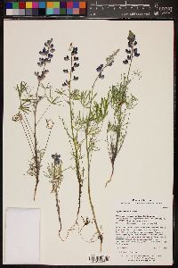 Lupinus sparsiflorus image