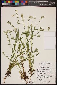 Cryptantha barbigera image