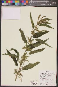 Urtica gracilis image