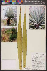 Yucca madrensis image