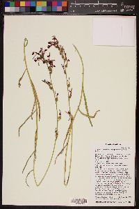 Lobelia cardinalis var. graminea image