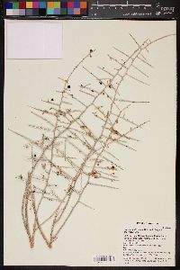Lycium californicum var. arizonicum image