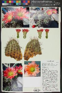 Echinocereus coccineus image