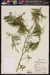 Thelypodium wrightii image