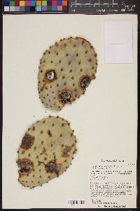 Opuntia chlorotica image