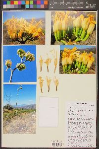 Agave chrysantha image