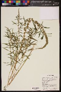 Amaranthus fimbriatus image