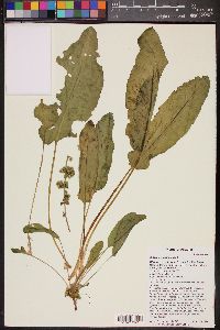 Rumex obtusifolius image