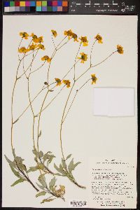 Encelia farinosa image