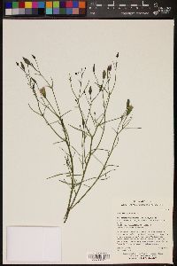Porophyllum gracile image