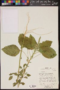 Amaranthus palmeri image