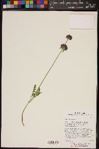 Salvia columbariae image