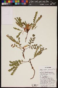 Calliandra humilis var. reticulata image