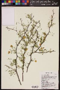 Acacia constricta image